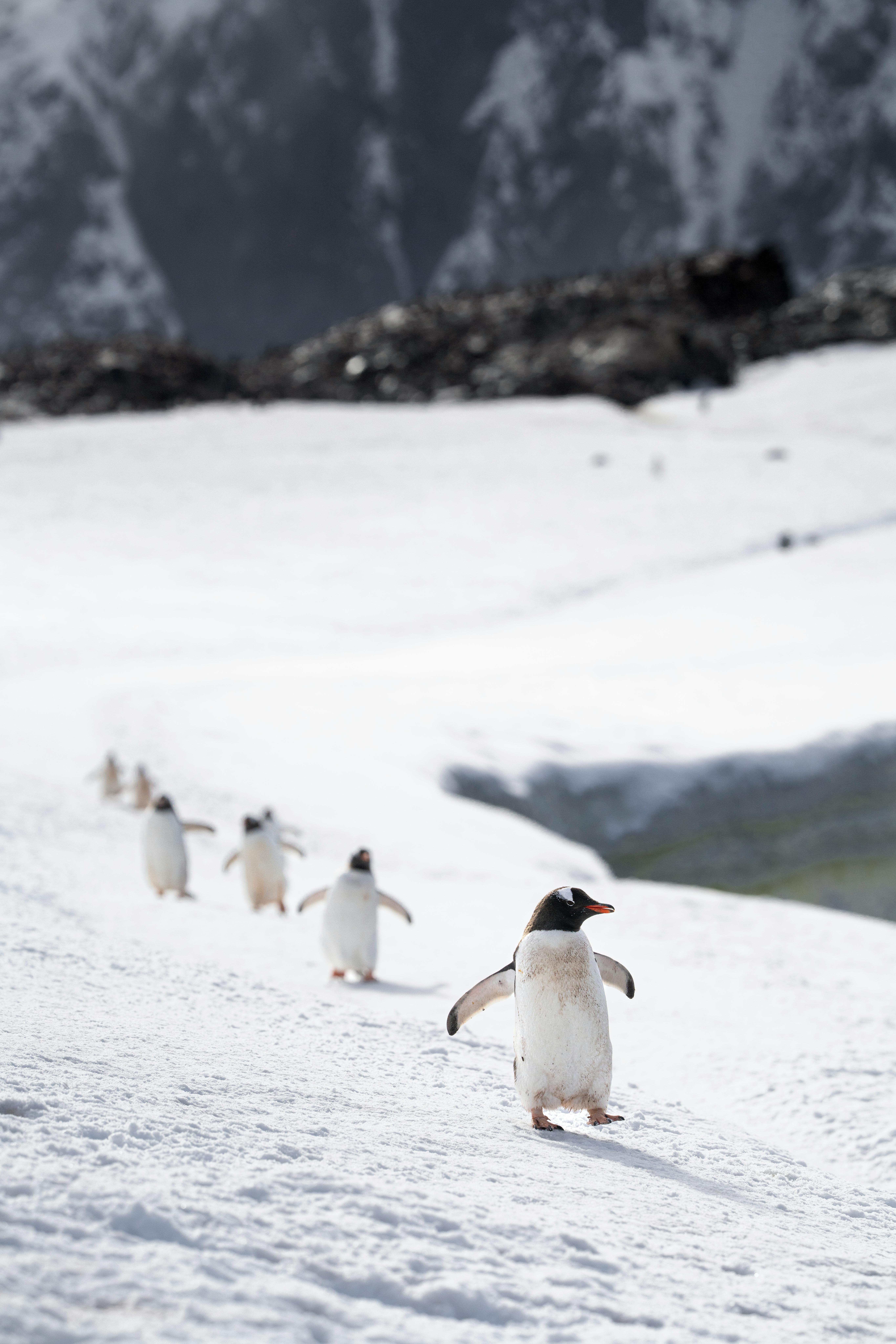 Gentoo penguins walking on snowy terrain in Antarctica with a glacier in the background.