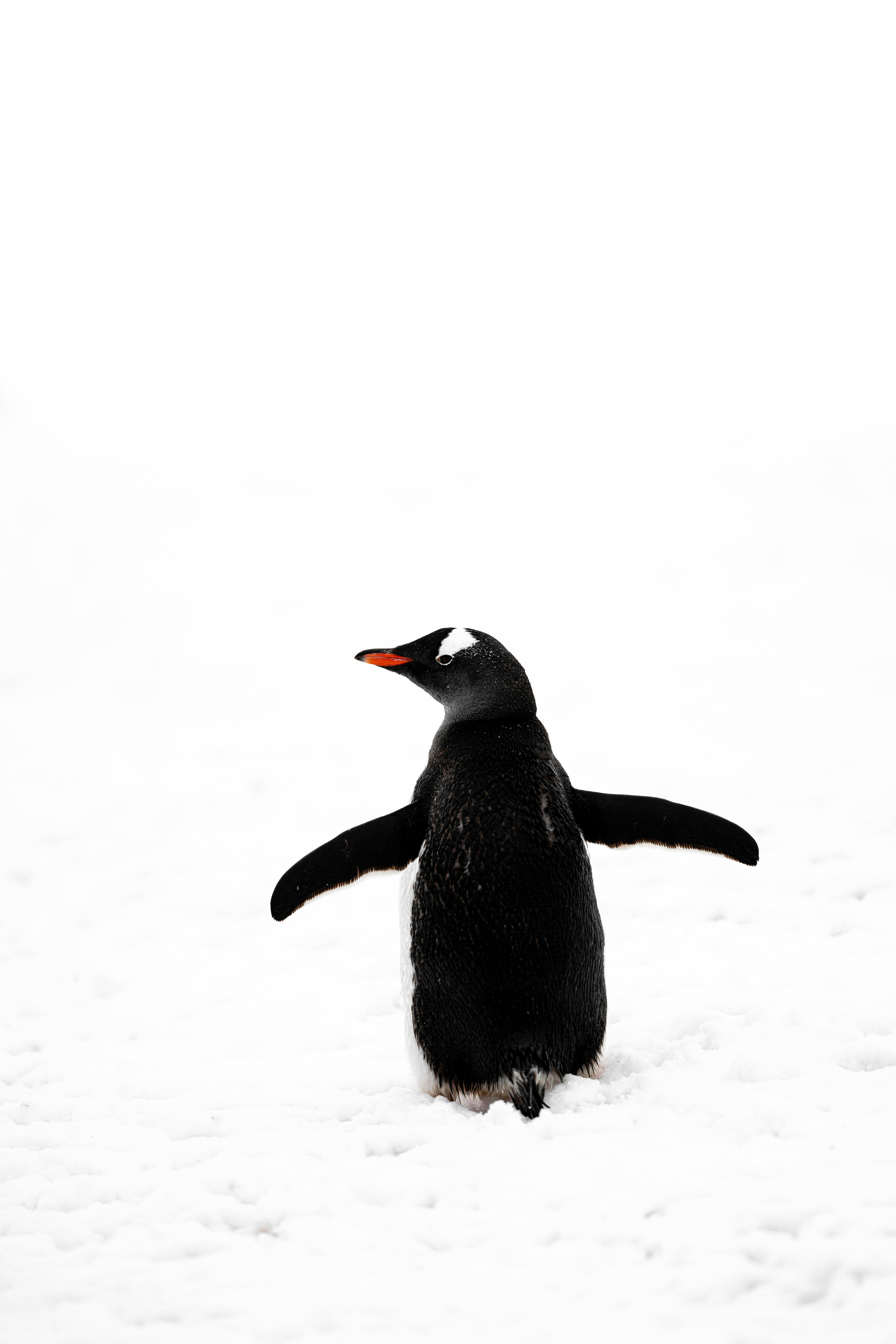 Gentoo penguin walks through snow in Antarctica. Back view with minimalistic composition.