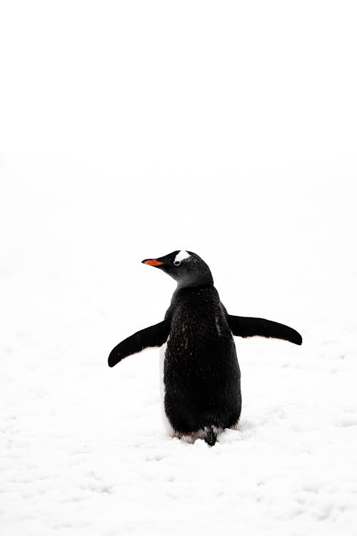 Gentoo Penguin on Snow