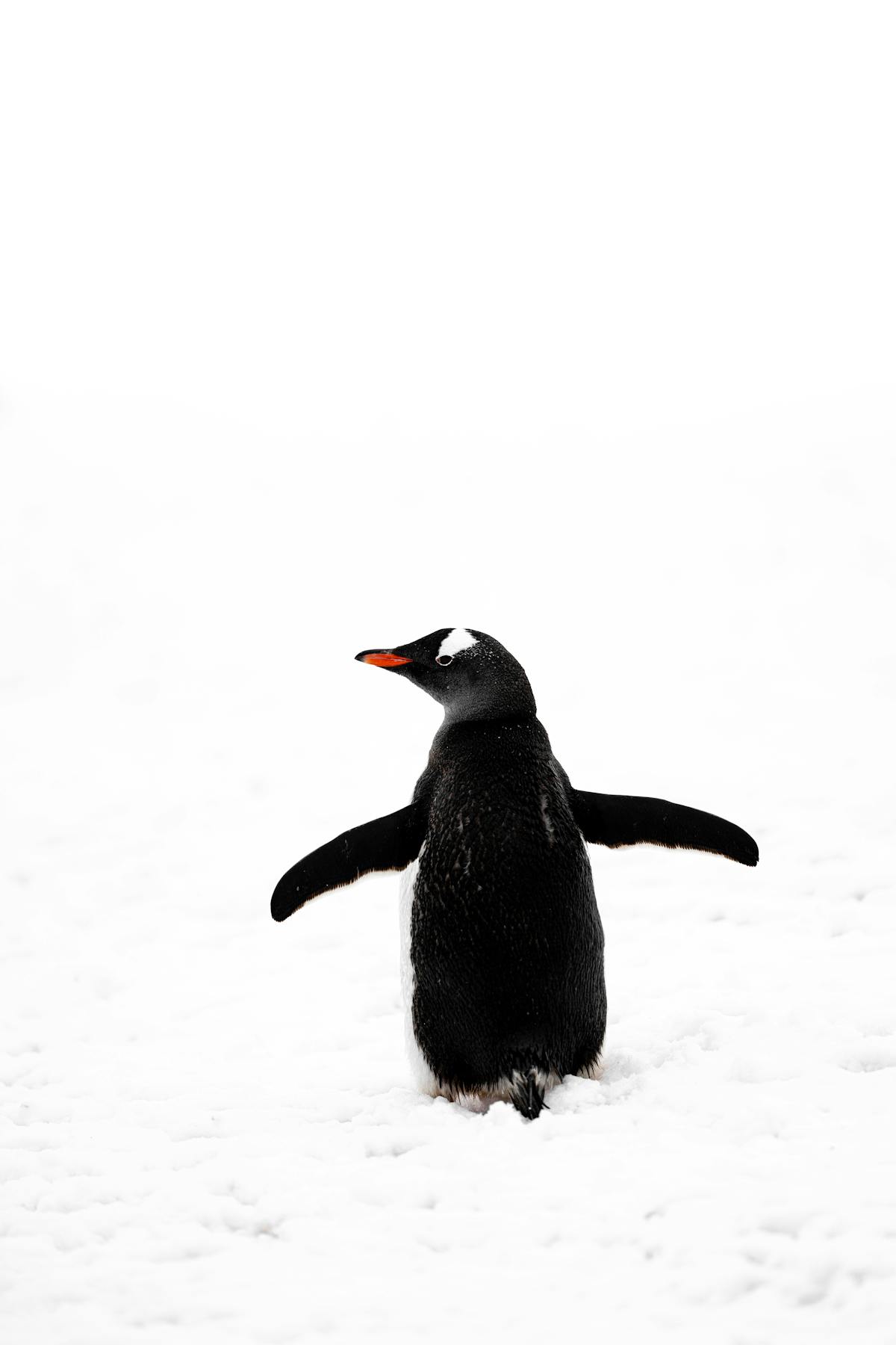 Snow Penguin Species Photos, Download The BEST Free Snow Penguin