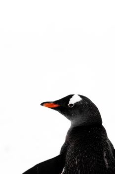penguin photo