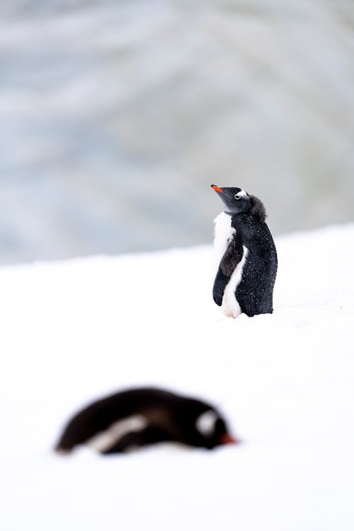 A penguin is standing in the snow next to another penguin