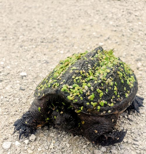 A turtle with grass growing on its back