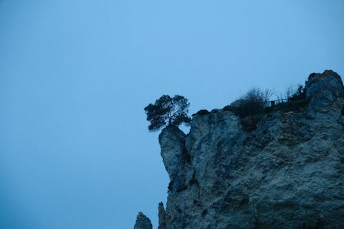 Fotos de stock gratuitas de acantilado, árbol, orilla del mar