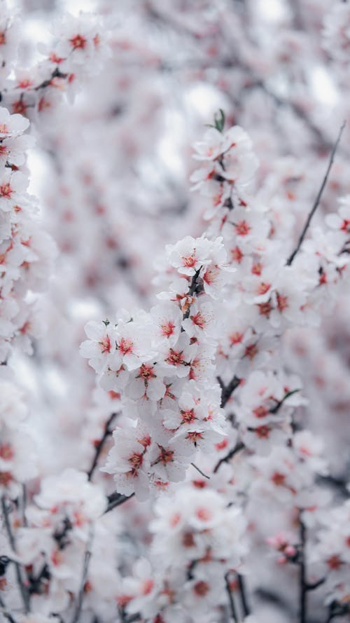 봄, 셀렉티브 포커스, 수직 쐈어의 무료 스톡 사진
