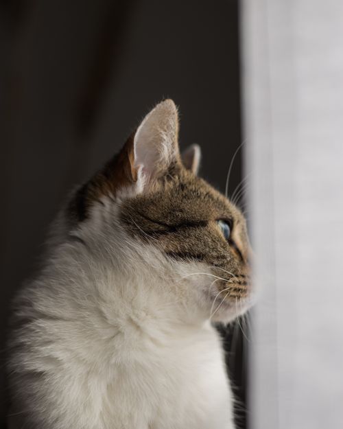 Free A thoughtful domestic cat gazing through a window, captured in a serene close-up. Stock Photo