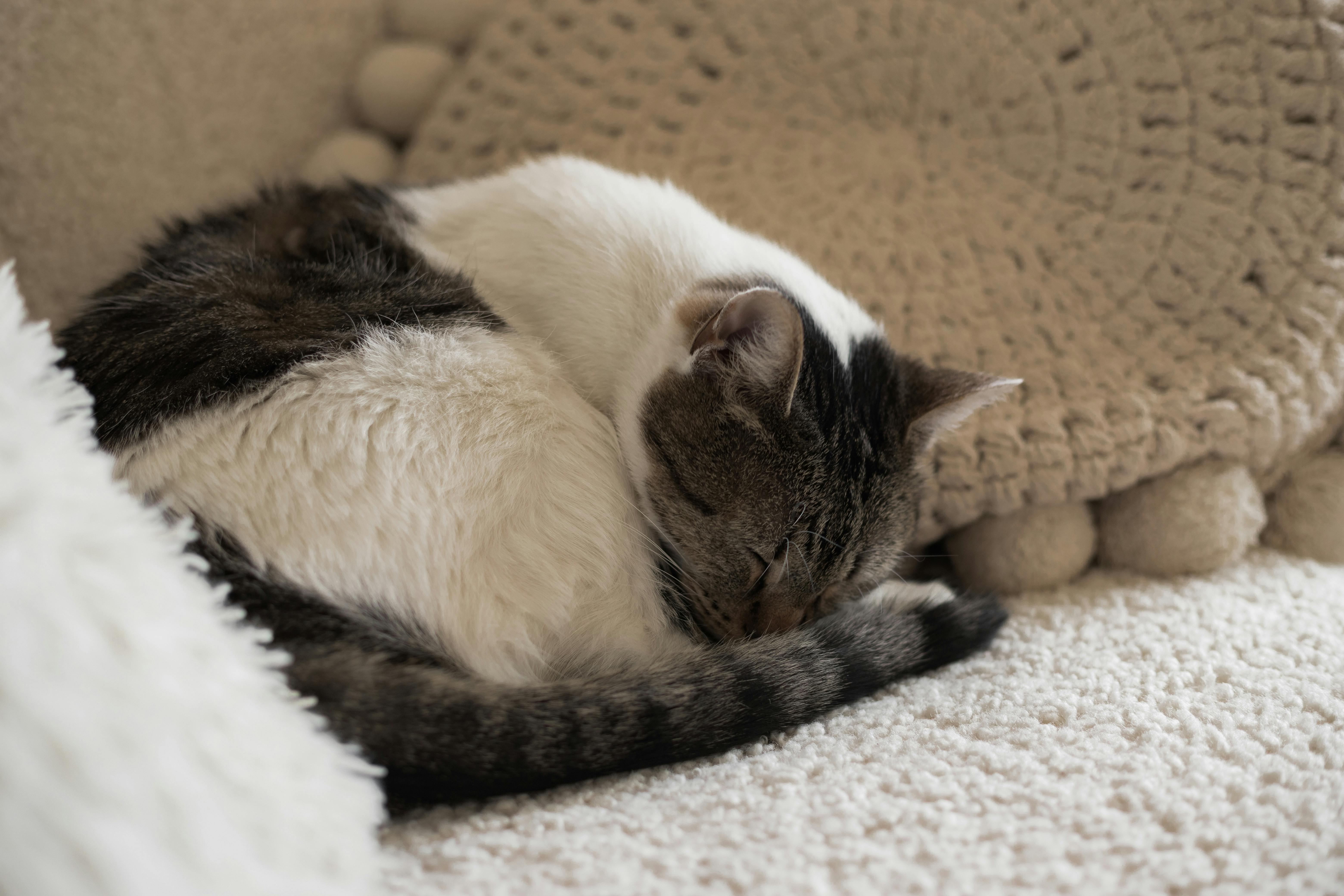 Discover the Secret to Better Sleep and Heightened Concentration