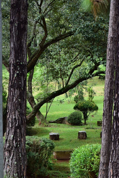 ağaçlar, bitkiler, çim alan içeren Ücretsiz stok fotoğraf