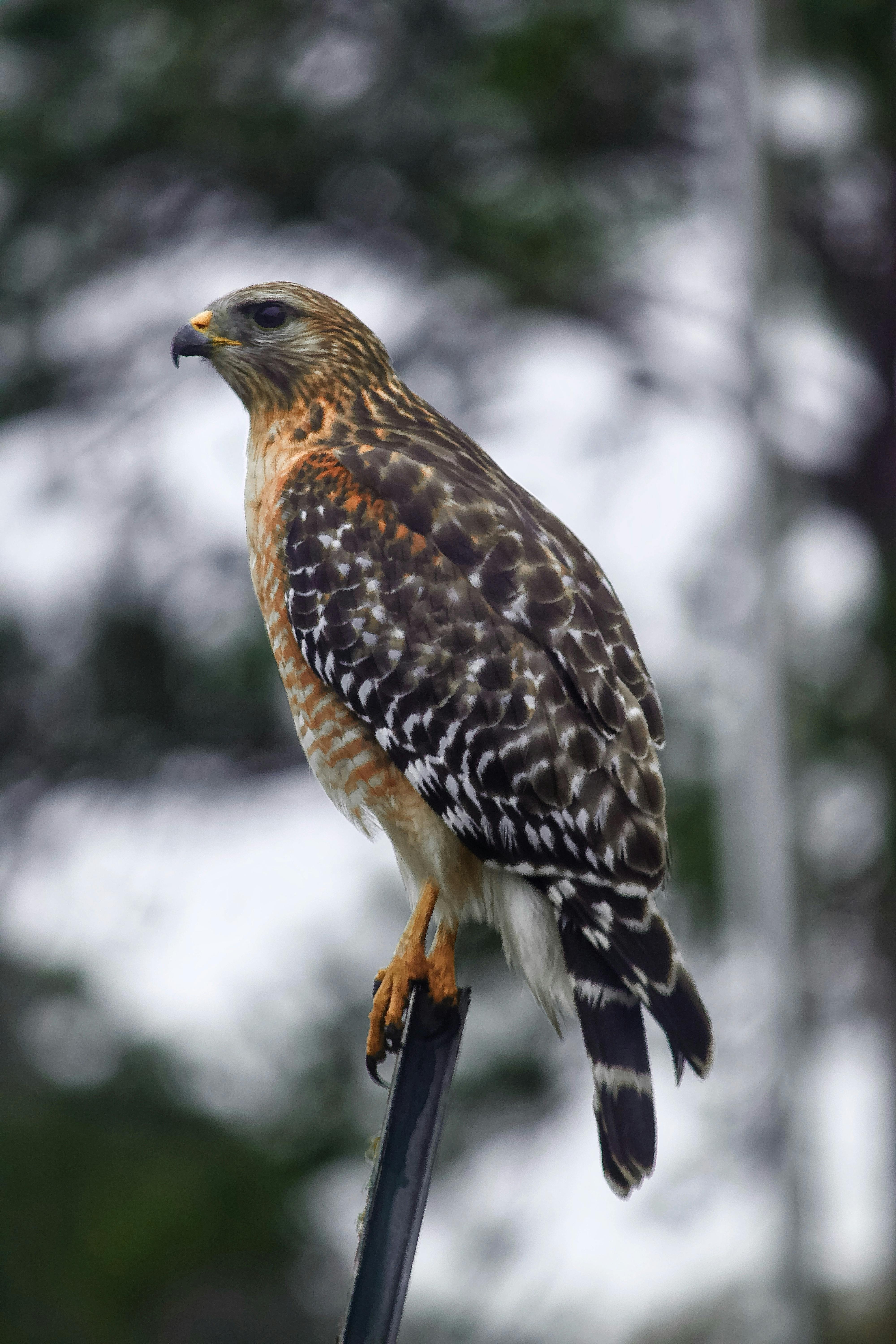 有关与自然和谐相处, 保護, 偽裝, 動物攝影, 垂直拍摄, 天性, 天空, 实地观察, 戶外, 手機桌面, 捕食者, 斑点羽毛, 本土物种, 森林,  棲息, 模糊的背景, 機翼, 温带森林, 瀕危物種, 热爱大自然的人, 熱帶, 爪子, 特写, 狩猎鸟, 猛禽, 環境, 生態系統, 生物多样性,  红肩鹰 ...