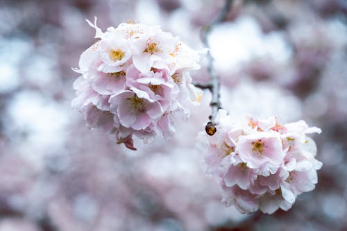 無料 さくら, ピンクの花, ボケの無料の写真素材 写真素材
