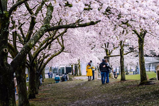 Couples enjoy cherry blossoms in full bloom at a park in Portland, OR, during spring.