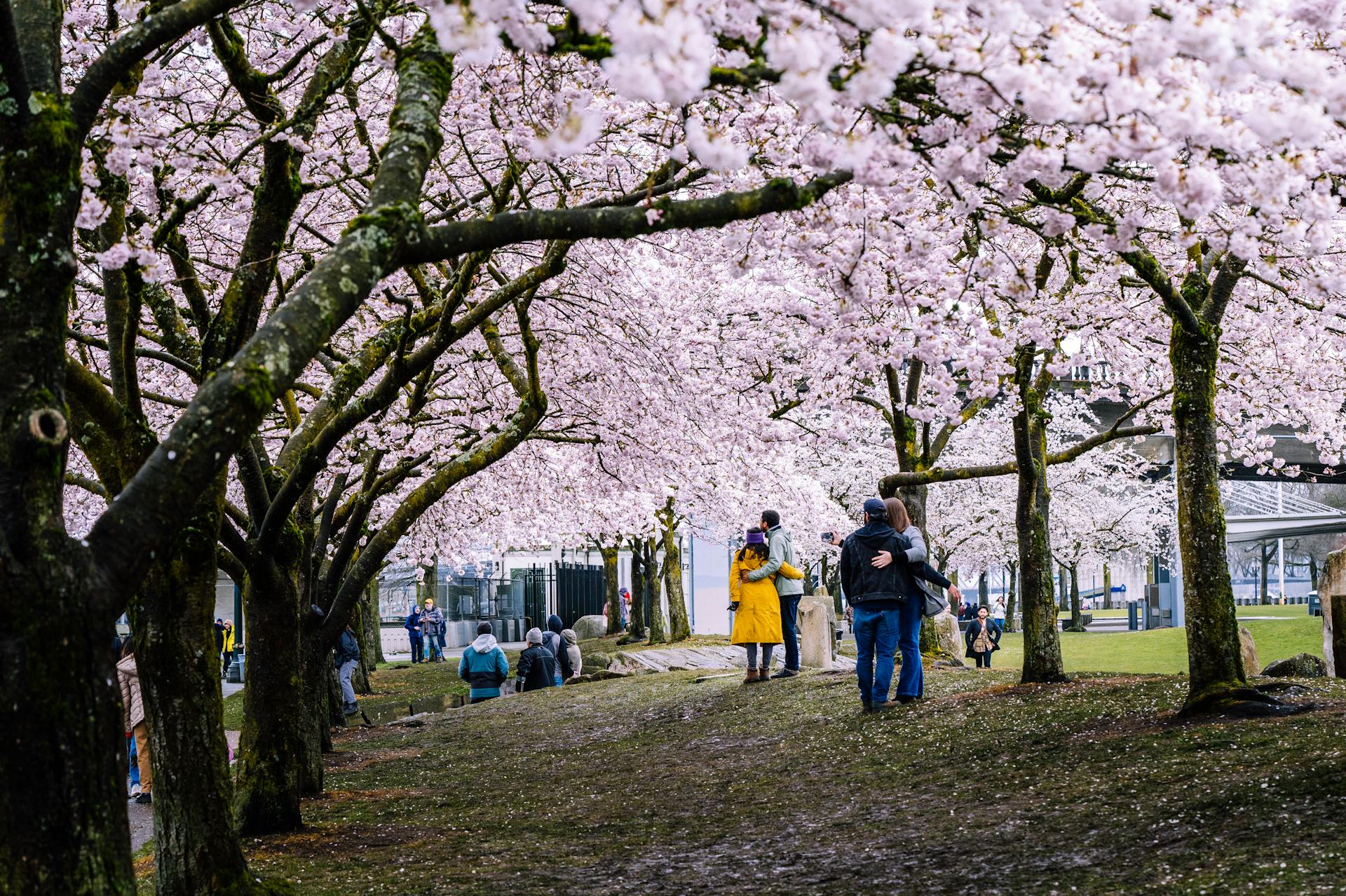 Couples Standing Among Cherry Trees in Park