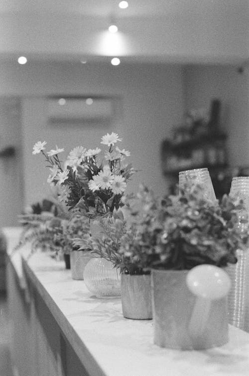 Imagine de stoc gratuită din alb-negru, decorațiune, flori