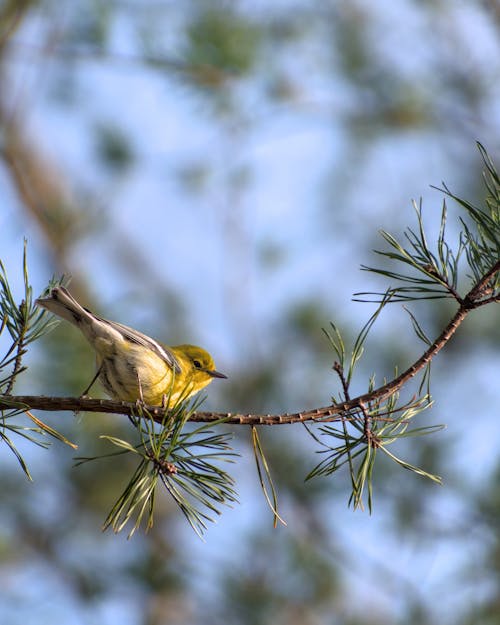 動物攝影, 垂直拍攝, 松鶯 的 免費圖庫相片