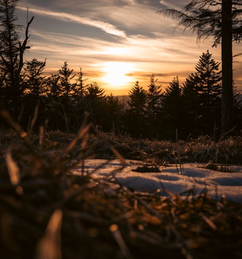 A sunset over a snowy field with pine trees