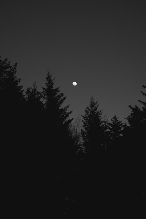 A black and white photo of the moon over a forest