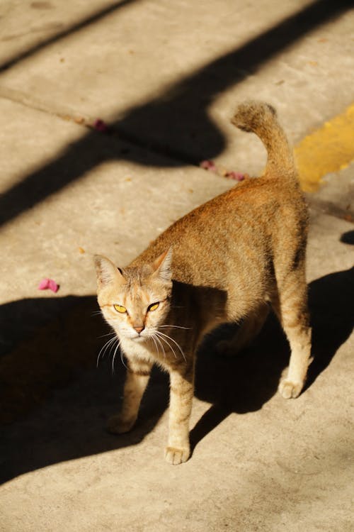 Foto profissional grátis de animais de estimação, curiosidade, fechar-se