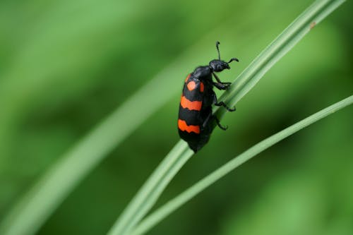 Darmowe zdjęcie z galerii z blister beetle, fotografia przyrodnicza, hycleus