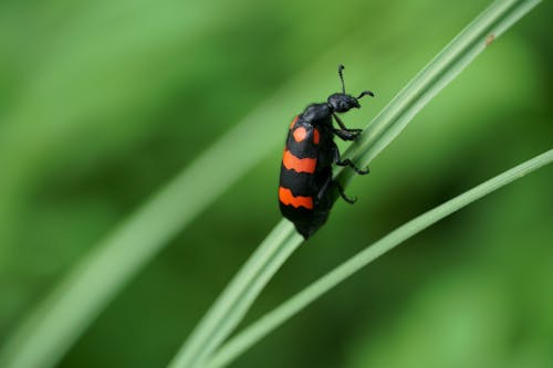 Fotos de stock gratuitas de al aire libre, animal, Beetle