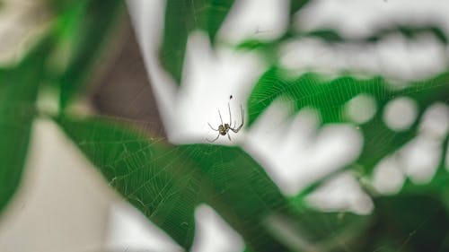 Kostnadsfri bild av internet, Spindel, spindelmannen