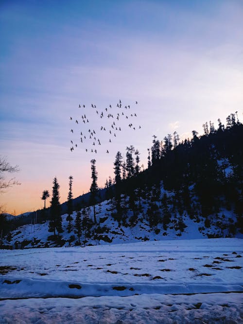 Flock of Migrating Birds Over the Snow-covered Mountain at Dusk