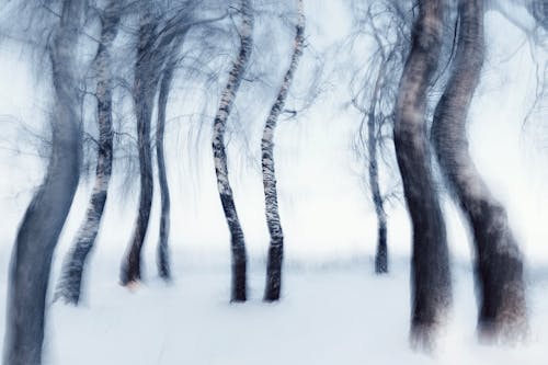 A blurry photograph of some trees in the snow