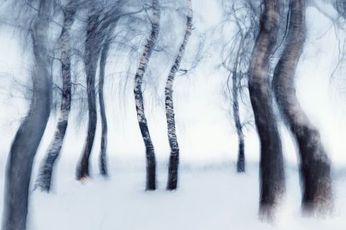 Free Blurred birch trees create a conceptual winter landscape in a snowy forest. Stock Photo