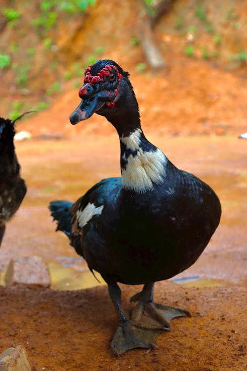 Photos gratuites de aviaire, barbarie, cairina moschata