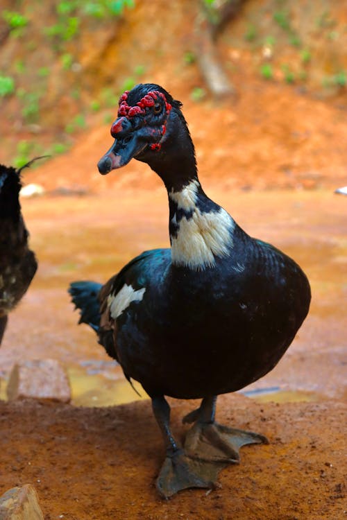 Black Muscovy Duck · Free Stock Photo