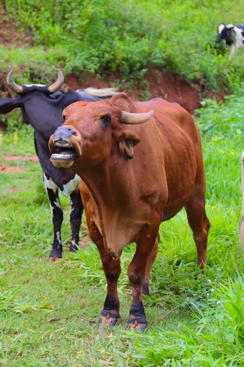 Gratis lagerfoto af dyrefotografering, græsgang, køer