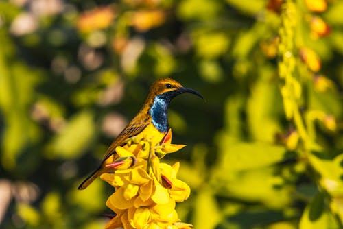 Close-up of a Garden Sunbird Perching on a Branch 