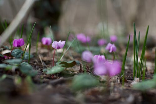 A small group of pink flowers growing in the ground