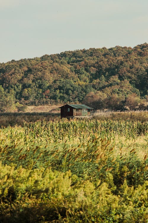 Gratis stockfoto met bomen, Bos, cottage