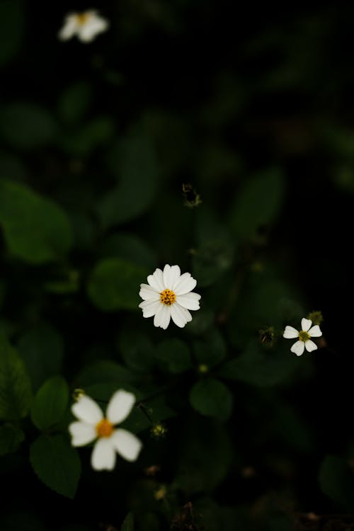 Immagine gratuita di bianco, fiori, focus selettivo