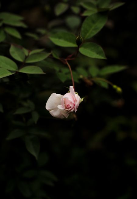 A beautiful pink rose bud in lush greenery, captured in Bắc Giang, Vietnam.
