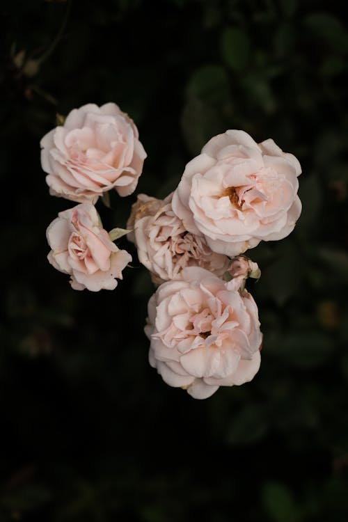 Foto profissional grátis de cor-de-rosa, flores, foco seletivo