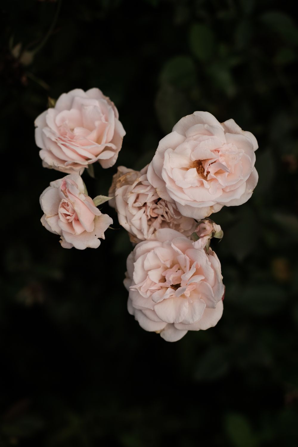 Pink Roses Natural Photography Pink Roses in Nature · Free Stock Photo