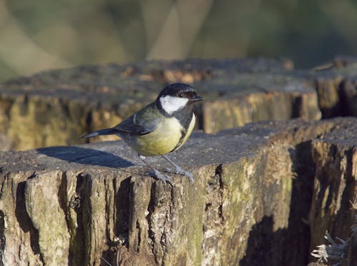 Great tit perched on a tree stump.