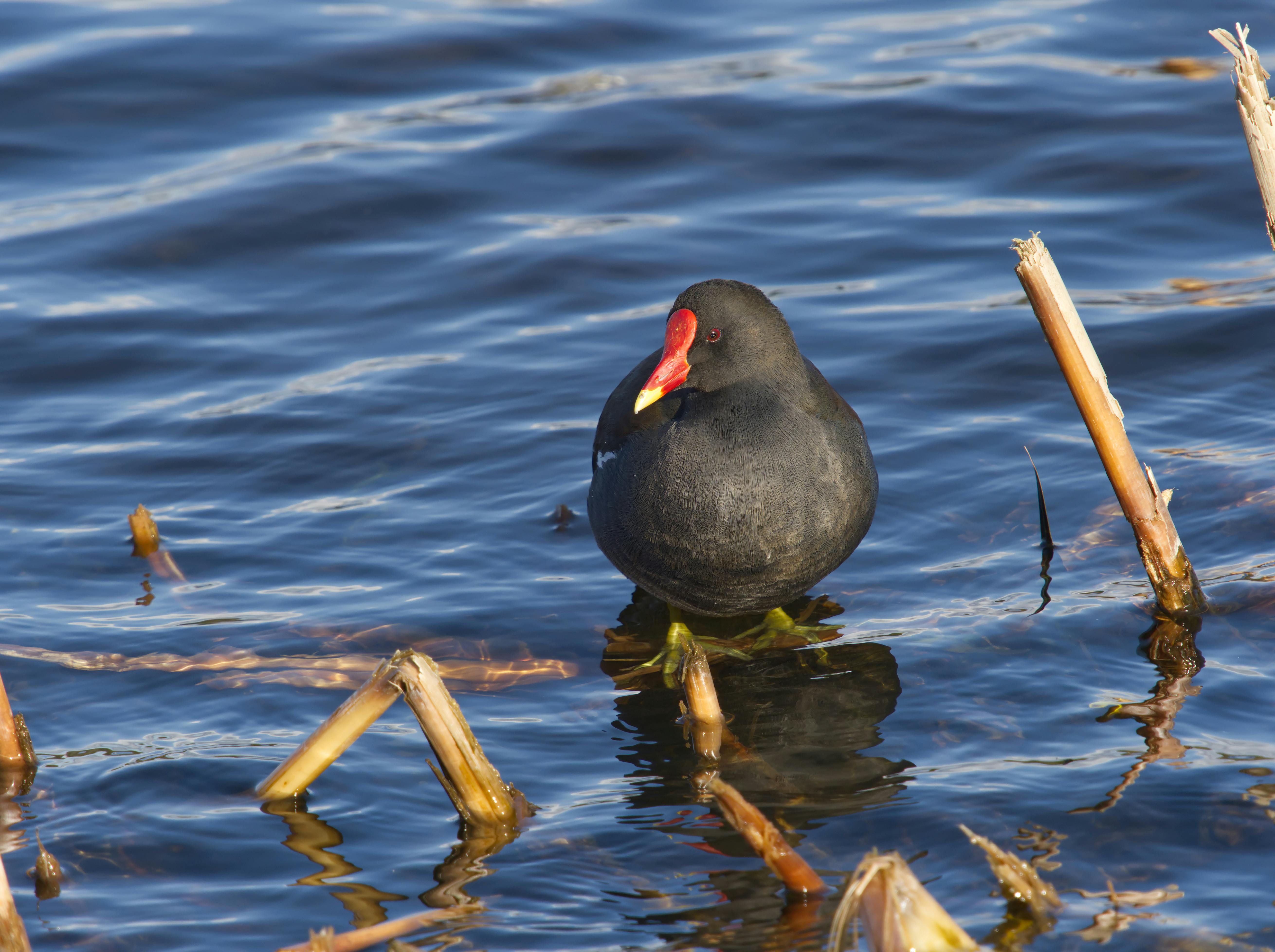 dusky moorhen bird