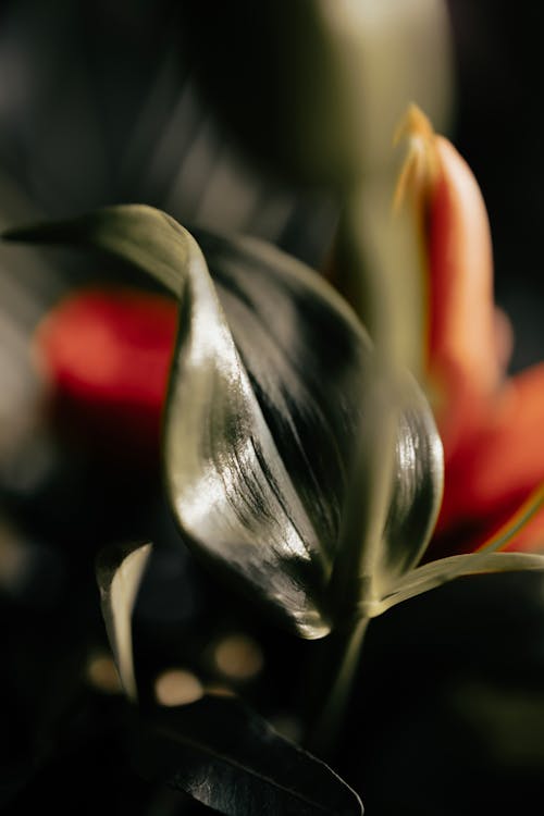 Immagine gratuita di bel fiore, sfondo vegetale