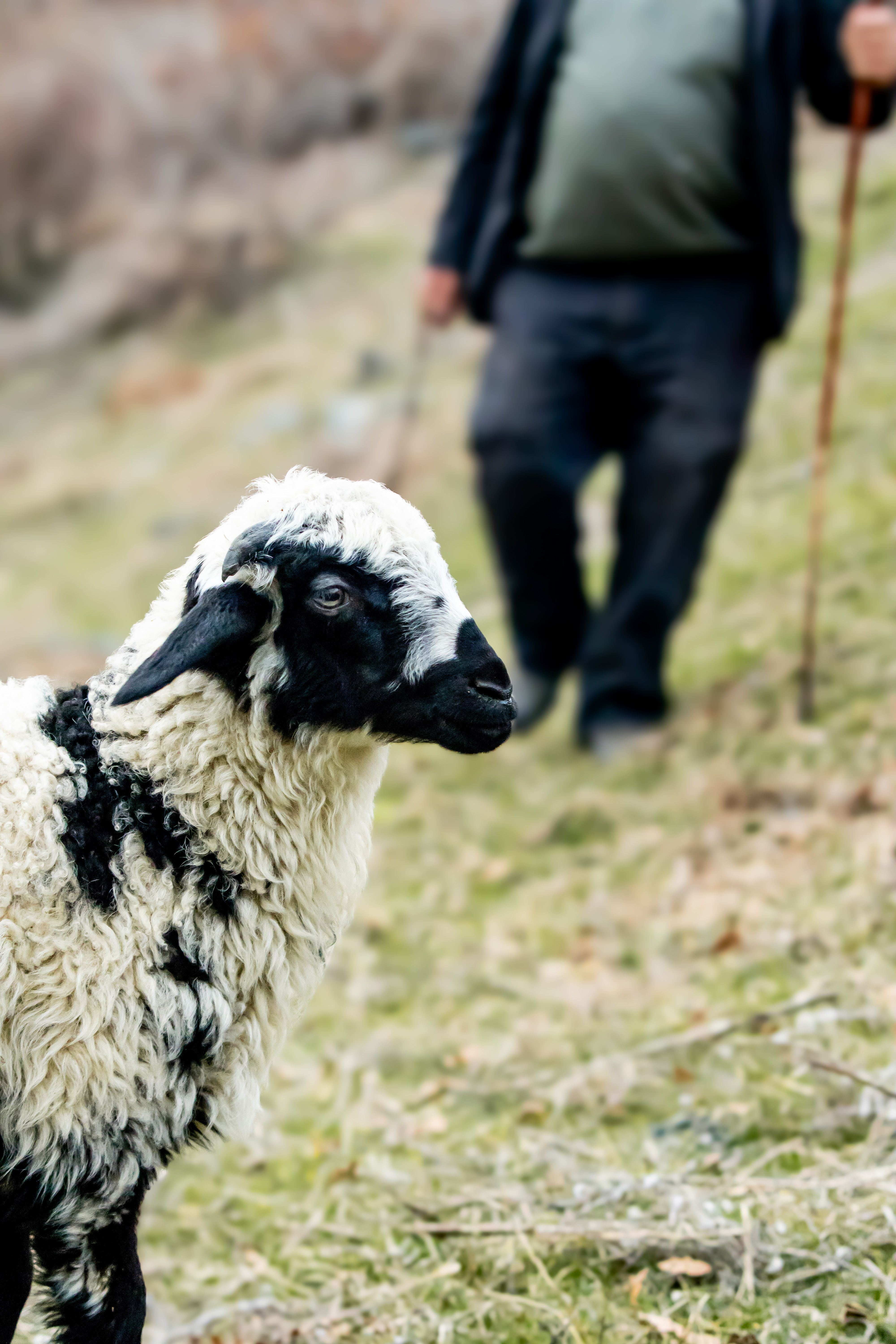 Black and white sheep grazing with a shepherd in a rural meadow. Vertical shot.