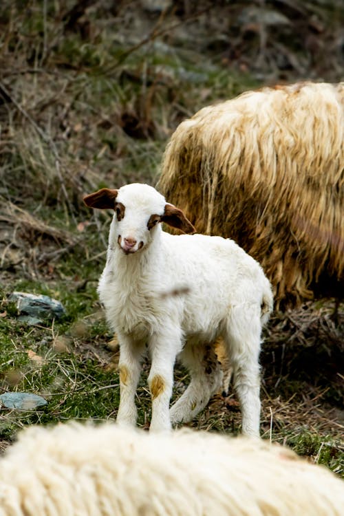 Fotos de stock gratuitas de Cordero, enfoque selectivo, fotografía de animales