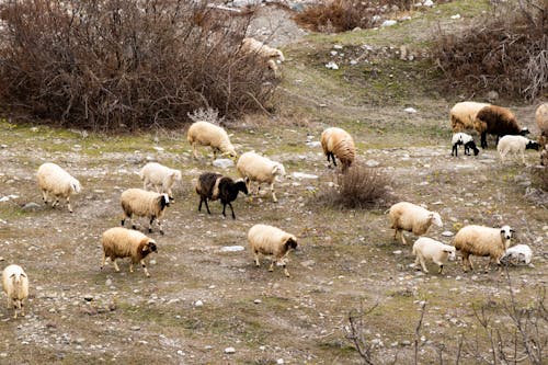 A herd of sheep grazing in a field