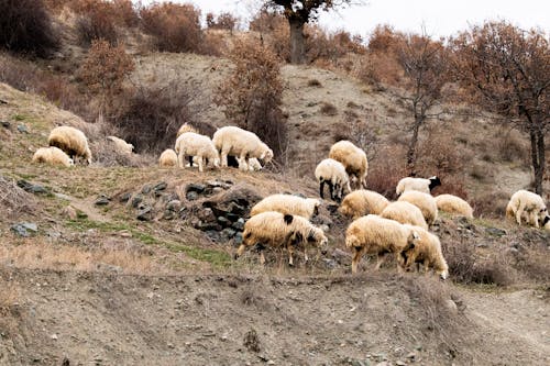 A herd of sheep grazing on a hillside