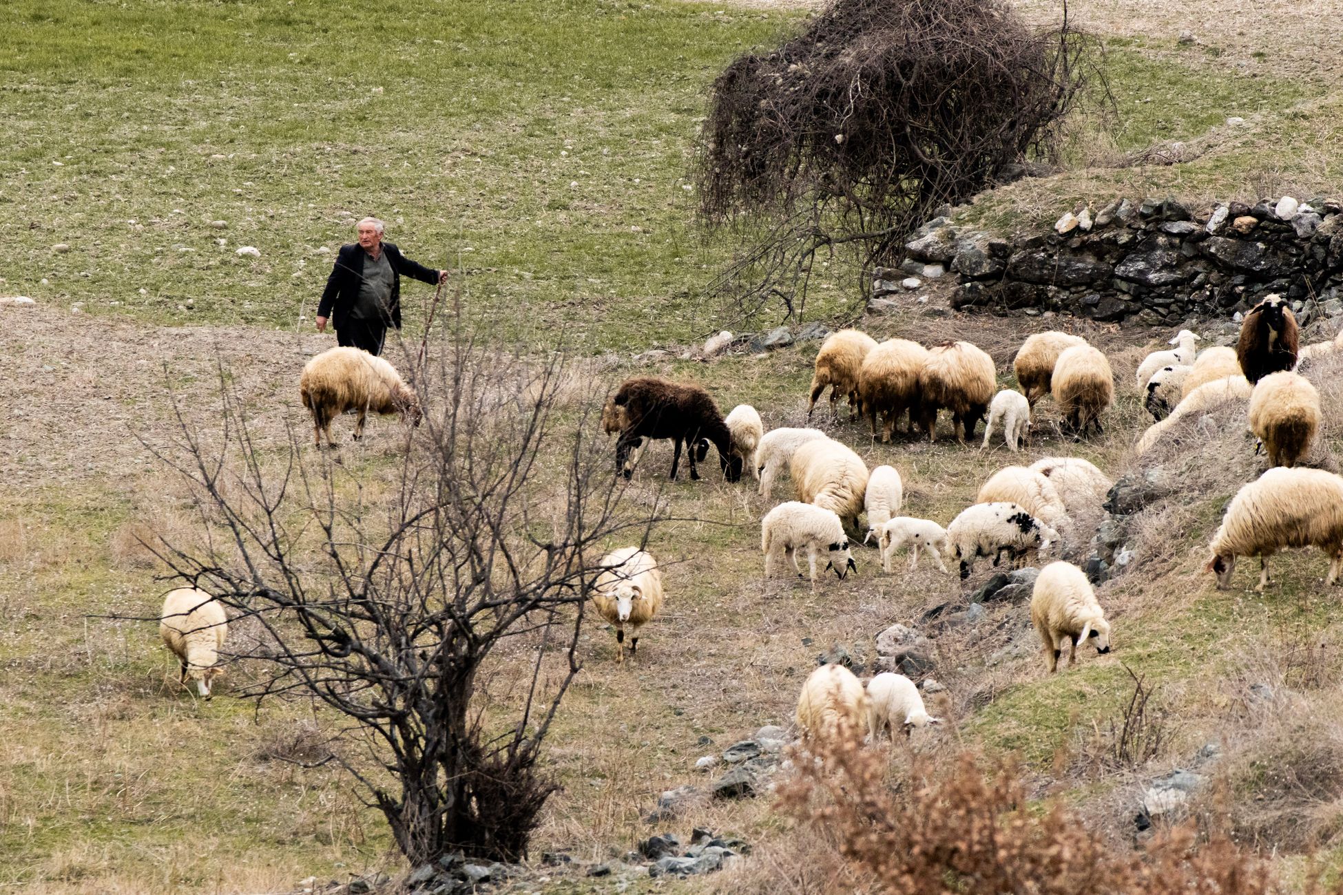 Wolf kost bijna 7 miljoen euro per jaar, vooral schapenboeren getroffen