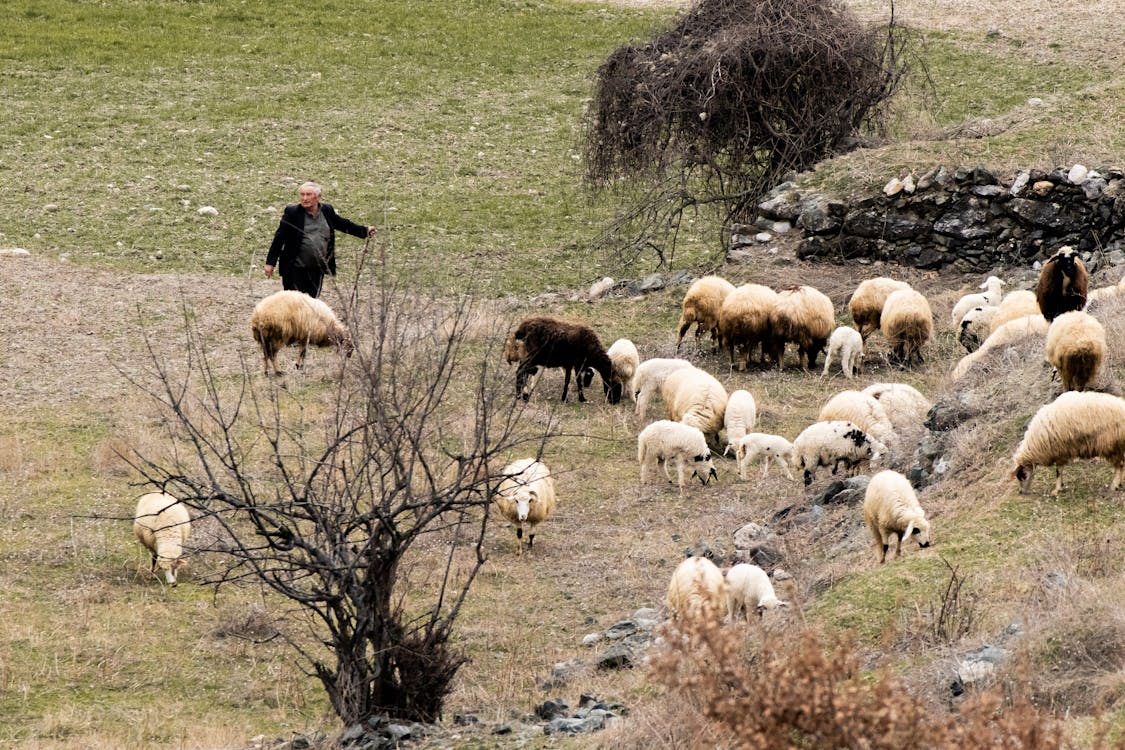 A man is walking through a field with sheep