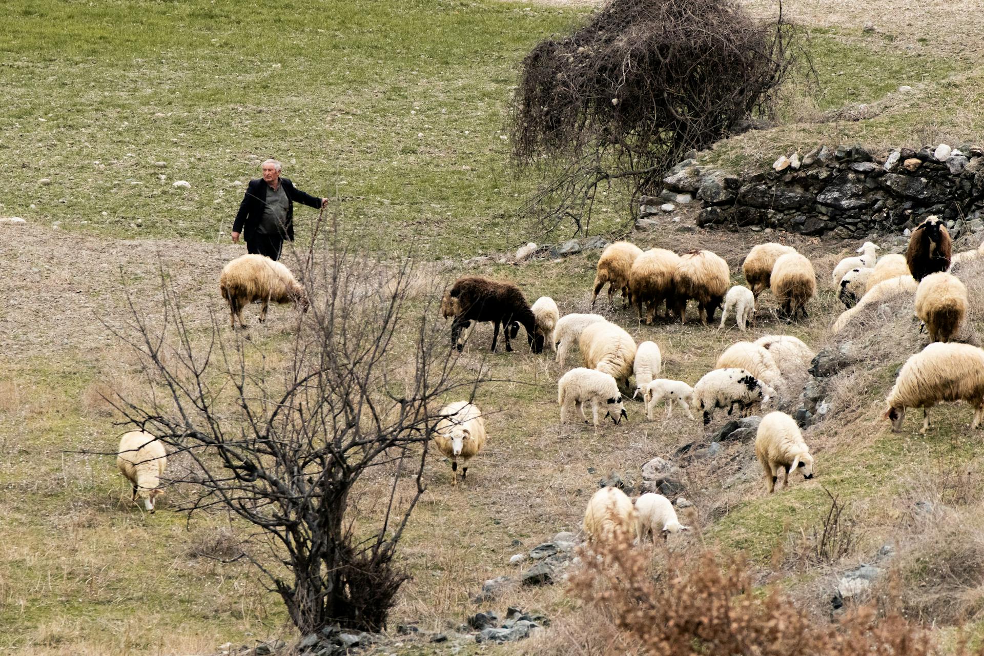 Shepherd and Flock of Sheep on Meadow