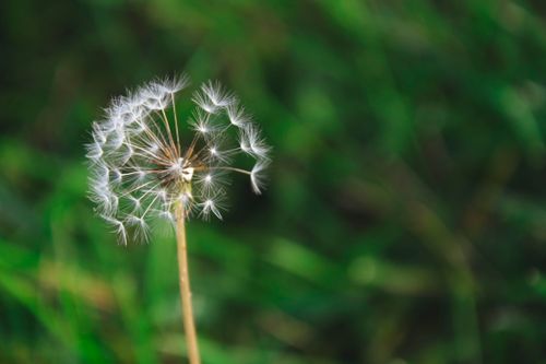 Free stock photo of dandelion, plant Stock Photo