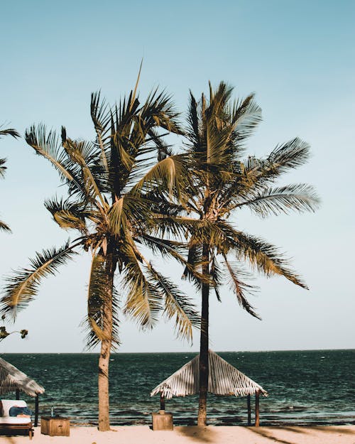 Two Palm Trees Near Canopy