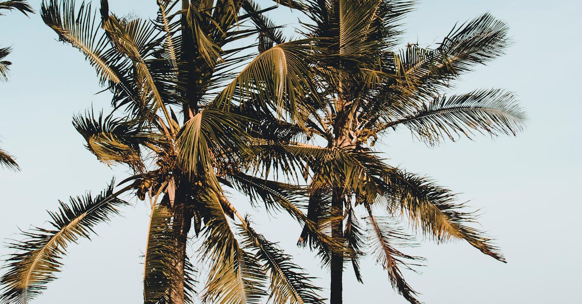 Two Palm Trees Near Canopy · Free Stock Photo